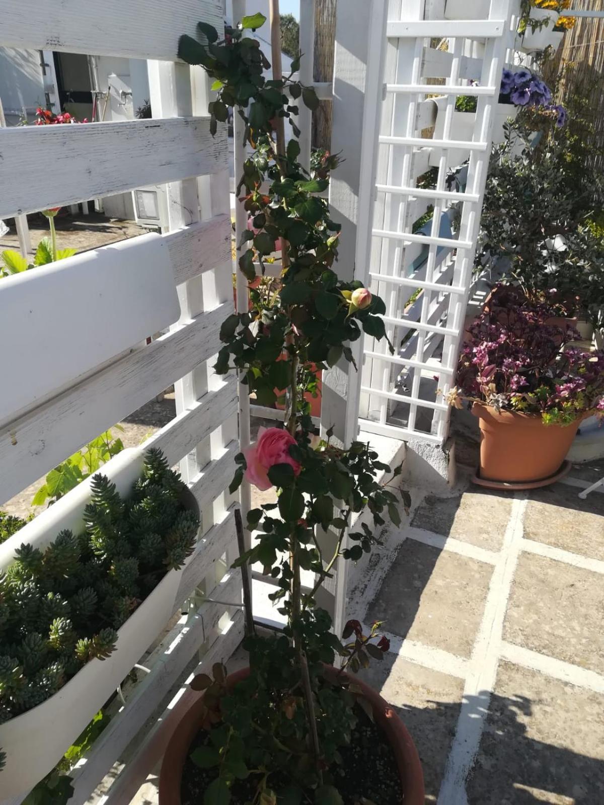 Mandorleolio Panzió Polignano a Mare Kültér fotó